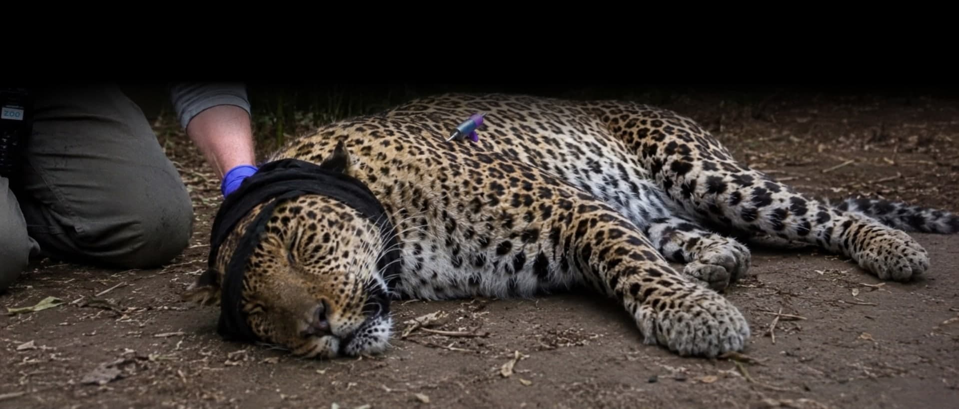 Irina lying on the ground shortly after being safely tranquilized and secured by zoo staff